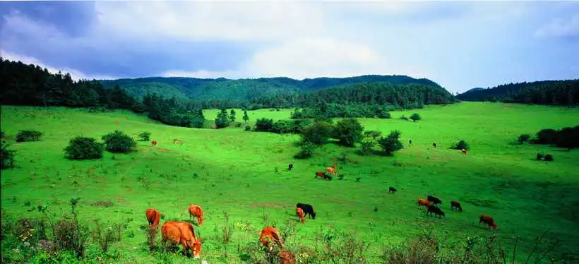 Grassland scenery at Fairy Mountain National Forest Park in Chongqing