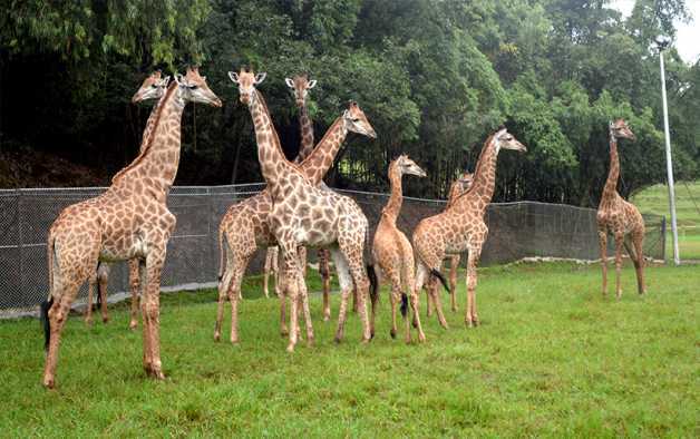 African animals make their home in Chongqing