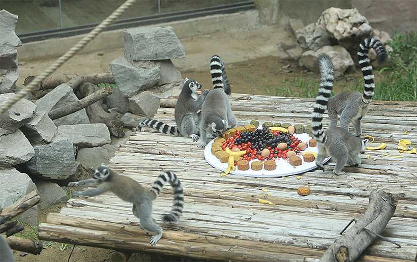 African-Animals-Settle-Down-in-Chongqing-monkeys-eating-mooncakes