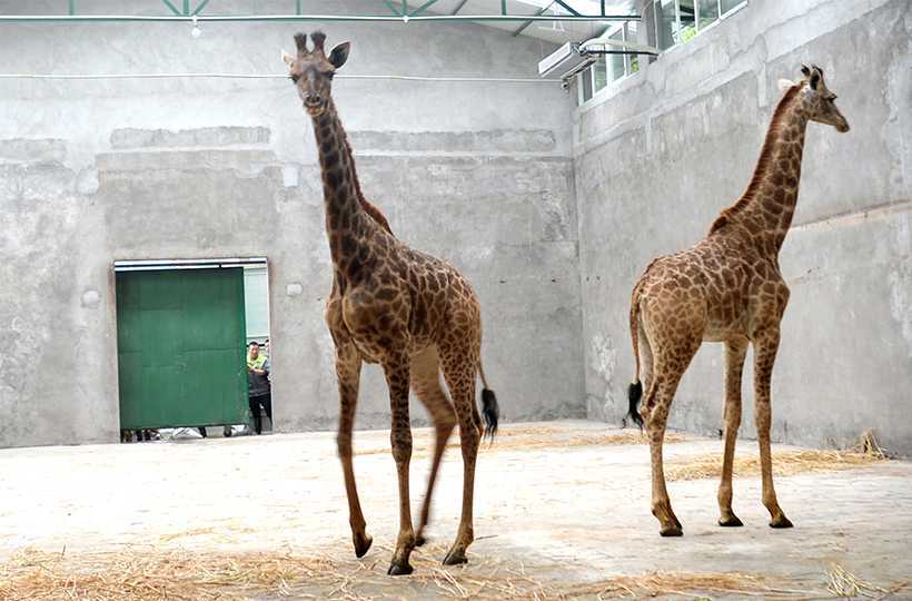 African-Animals-Settle-Down-in-Chongqing-new-home