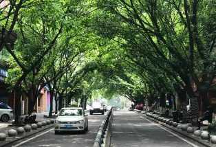 Huangge Tree Image Exhibtion Warms the Chongqing People