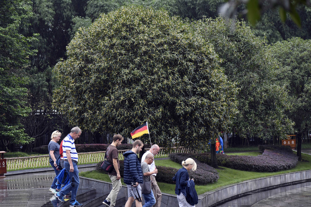 The-Osmanthus-Fragrans-Is-Inundated-with-the-Air-in-Chongqing-German-tour-group