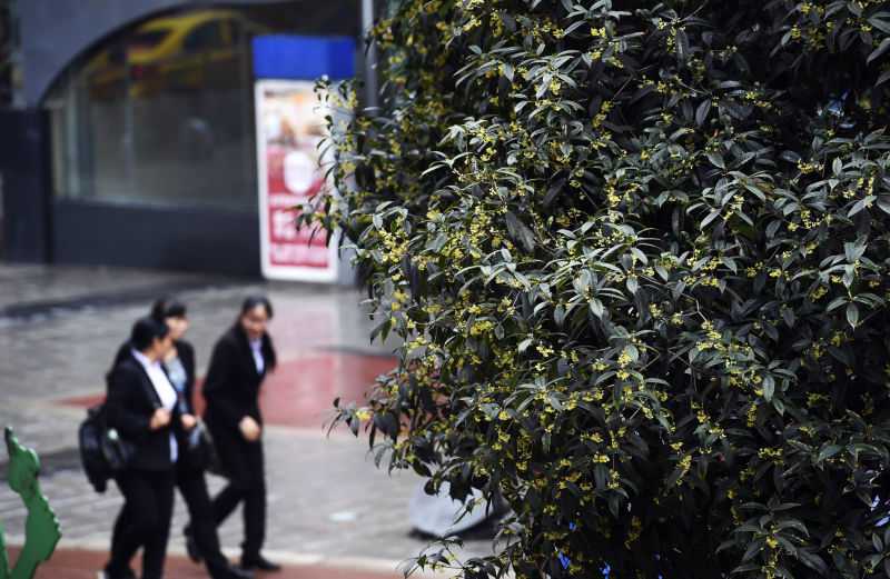 The-Osmanthus-Fragrans-Is-Inundated-with-the-Air-in-Chongqing-canary-color