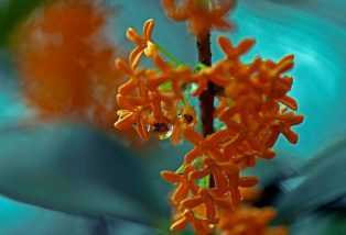 The Osmanthus Fragrans Is Inundated with the Air in Chongqing