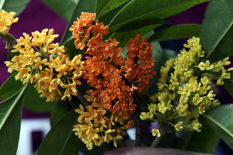 The-Osmanthus-Fragrans-Is-Inundated-with-the-Air-in-Chongqing-flower