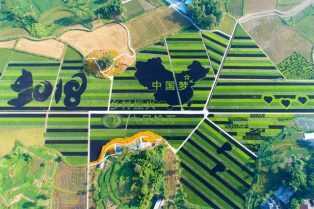 The Rice Fest Will be Held on September 16 in Dazu District