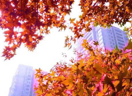 A Taste of Fall in Chongqing Jiangbei Town