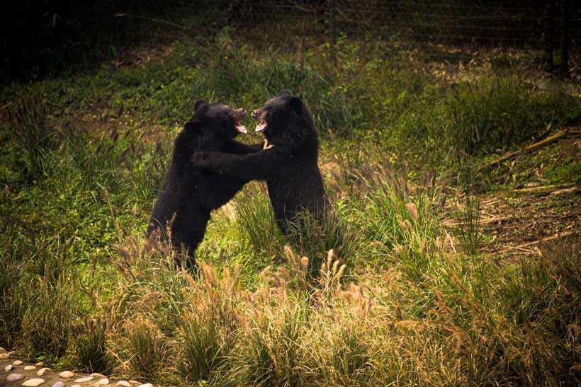 theme-park-black-bear-Long-Cheng