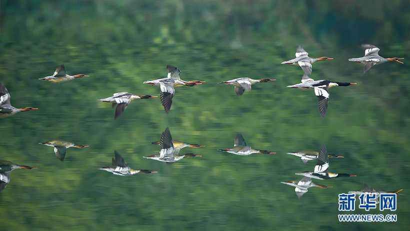 The Chinese mergansers