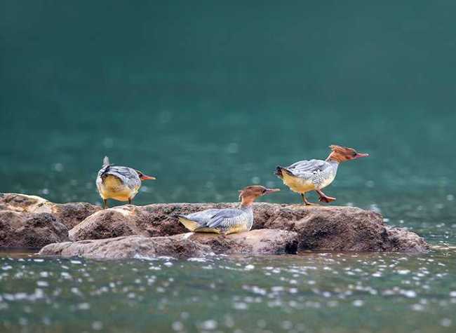 Flocks of Chinese Mergansers Spend Winter in Chongqing for Seven Consecutive Years