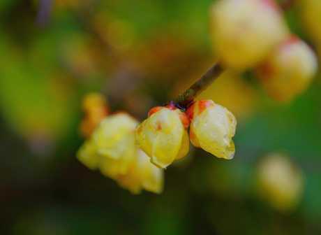 Beibei Jingguan Wintersweet Art Festival to Open in January