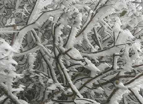 Chongqing's Snow is a