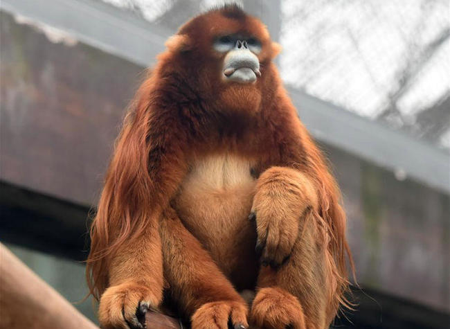 Three Golden Snub-nosed Monkeys Meet Public at Chongqing Zoo