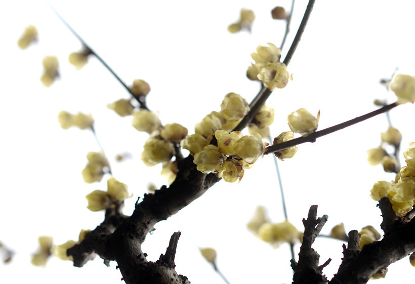 wintersweet-flower-branches