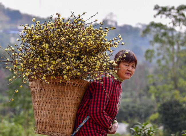 Enjoy the Fragrance of Wintersweet Diffuses across Chongqing