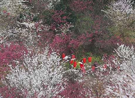 A Sea of Cherry Blossom, A Paradise for Outings and Sight-Seeing