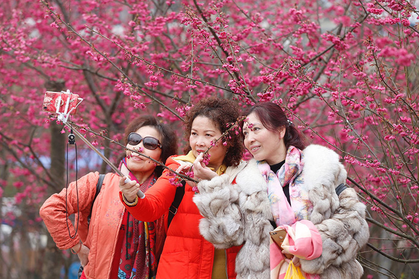 Cherry-Blossom-photograph