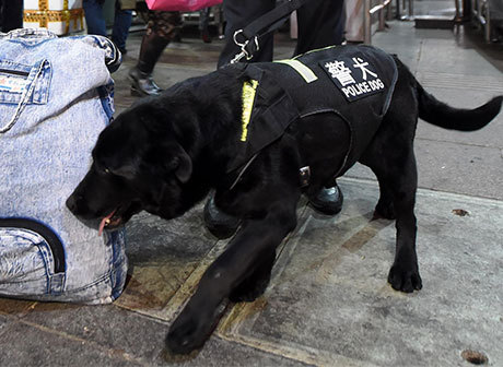 Chinese New Year: Police Dog Judy's Last Spring Festival Travel Rush