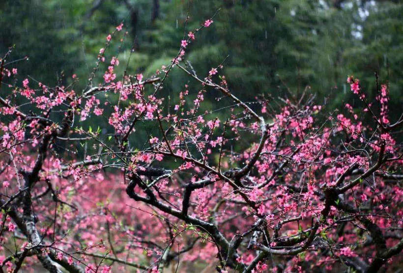 Banan District: admire beautiful cherry blossoms in April | ichongqing
