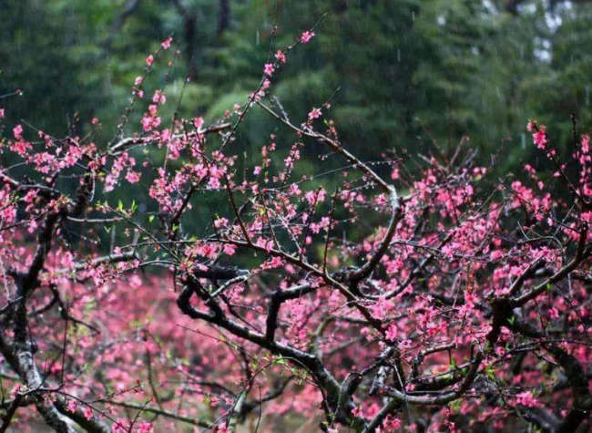 Banan District: admire beautiful cherry blossoms in April