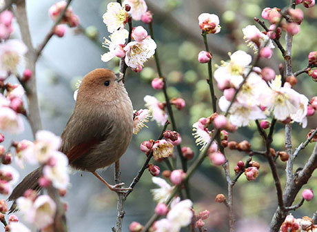 In Pics: Plum Blossoms and Birds Greet Spring in Chongqing