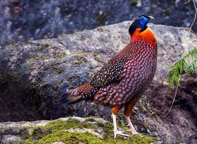 Temminck's Tragopans Appear in Jinfo Mountain