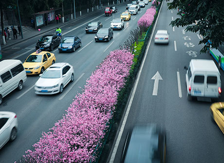 Beautiful Flowers Bloomed in Yuzhong District
