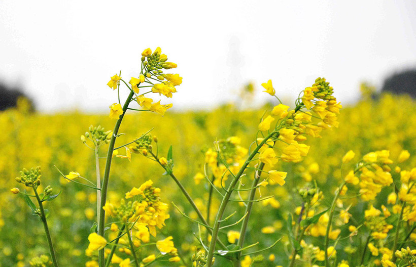 canola-bloom
