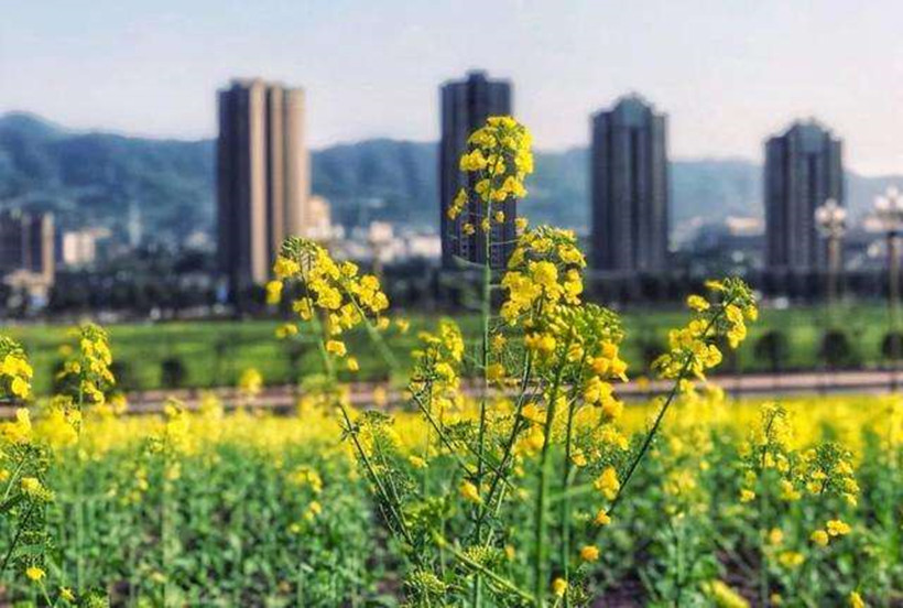 canola-blooms