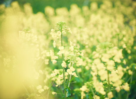 Chongqing Beibei Visits You: three recommendations for spring tours