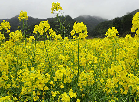 Canolas are Greeting Visitors
