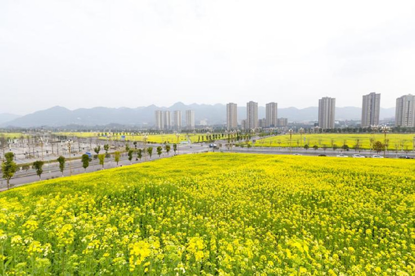 canola-flower