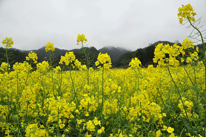 canola-flowers