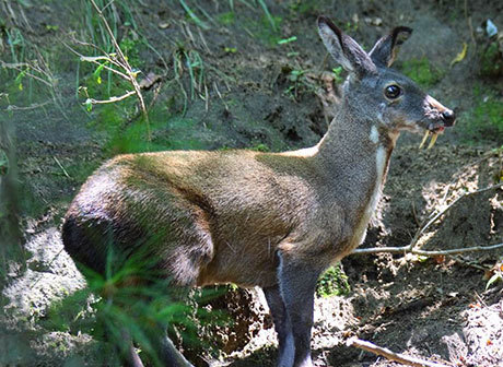Rare Wild Deer Encountered on Jinfo Mountain