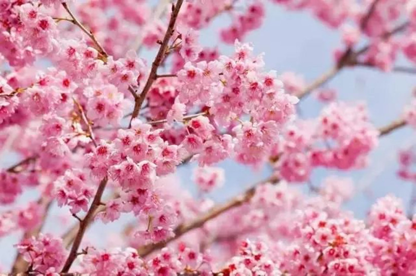 flower-cherry-blossom