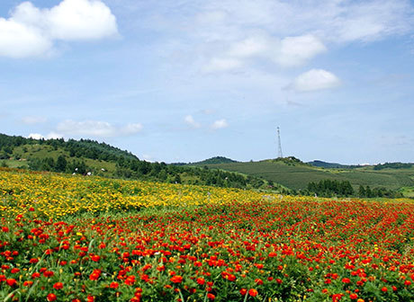 Warmer Weather Generates Blooming Flowers in Chongqing