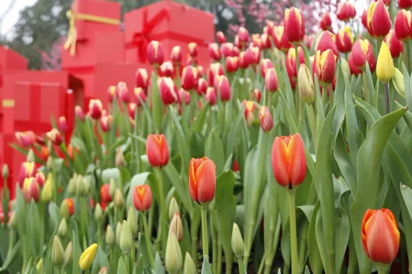 flower-tulips