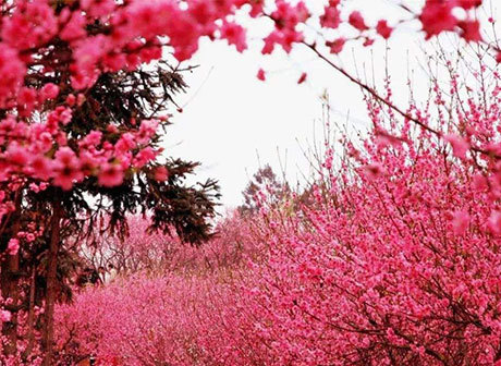 Springtime Welcomes Visitors with Flowers