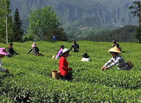 In Pics: Tea Growers Harvesting in Early Spring