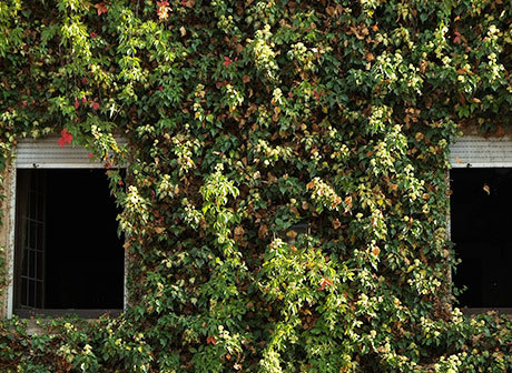 Urban Greening on Retaining Walls with Landscapes Varying from Seasons