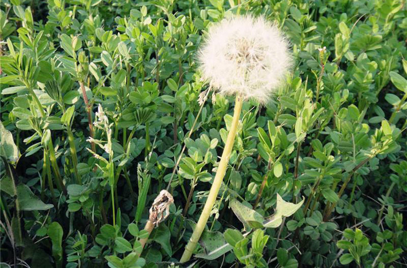 wild-herbs-Dandelion