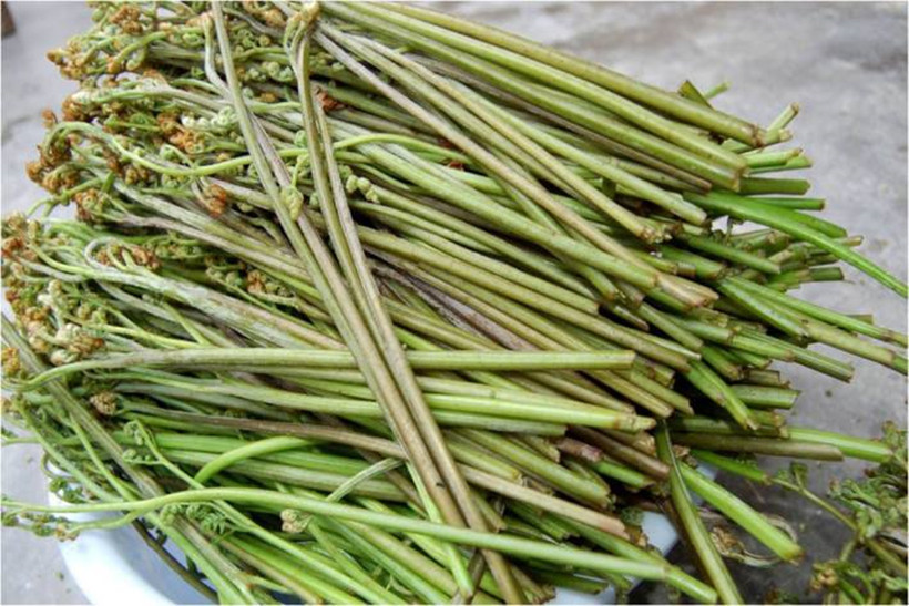 wild-herbs-Fiddleheads