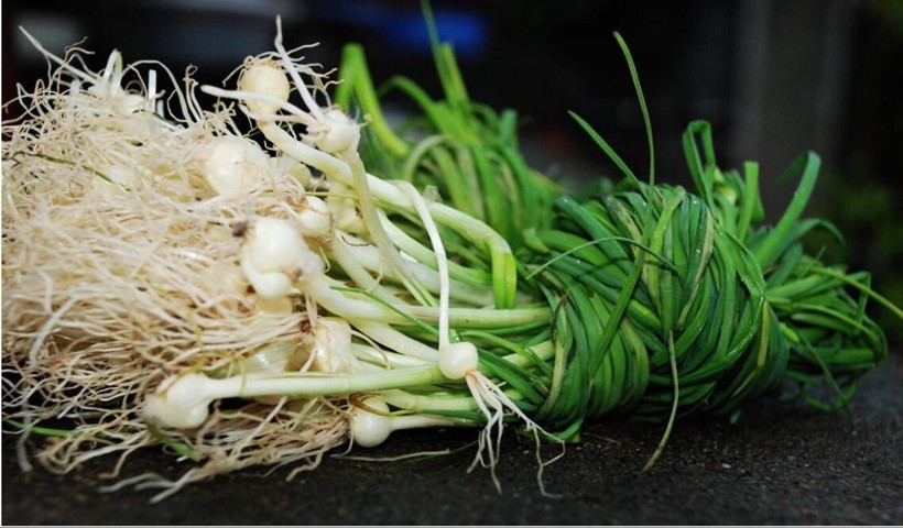 wild-herbs-Wild-Onions