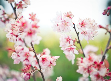 Jiulongpo District: potherb is waiting for you in Jiufeng mountain