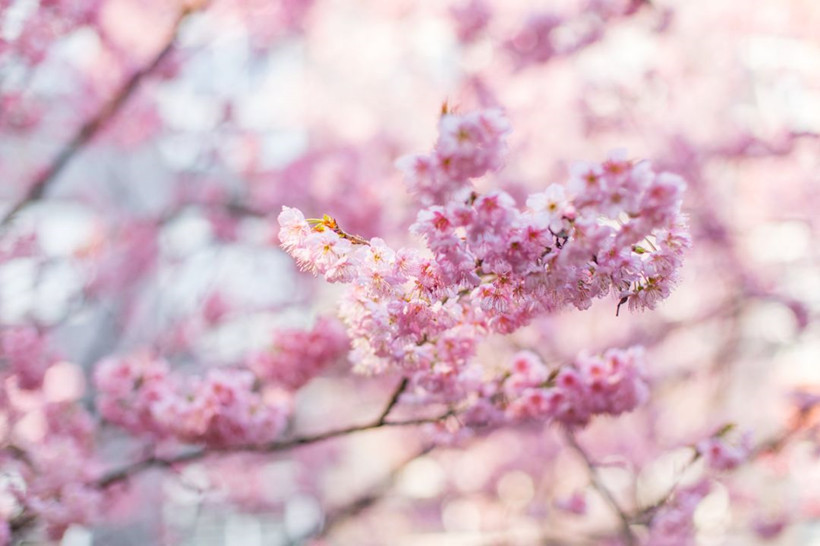 Jiulongpo-District-flower-cherry-blossom-SCFAI