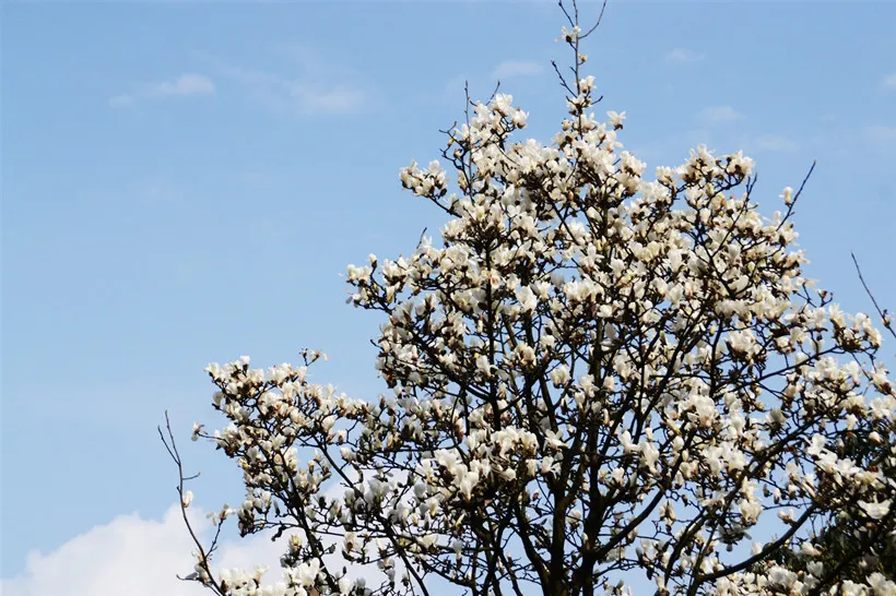 Nanan-District-Nanshan-Botanical-Garden
