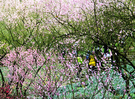 Nan'an District: 10,000 camellias in more than 600 species are waiting for visitors