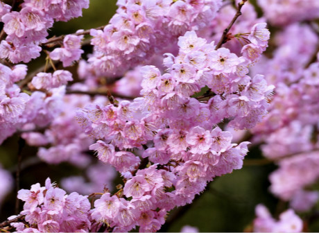 Walking on Nanshan Mountain, Enjoying Chongqing in Spring
