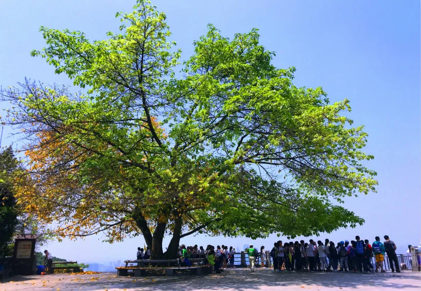 Nanshan-Mountain-yikeshu-lookout-point