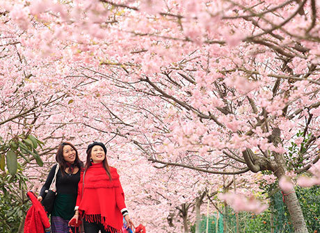 Spring Rekindles Life in Chongqing